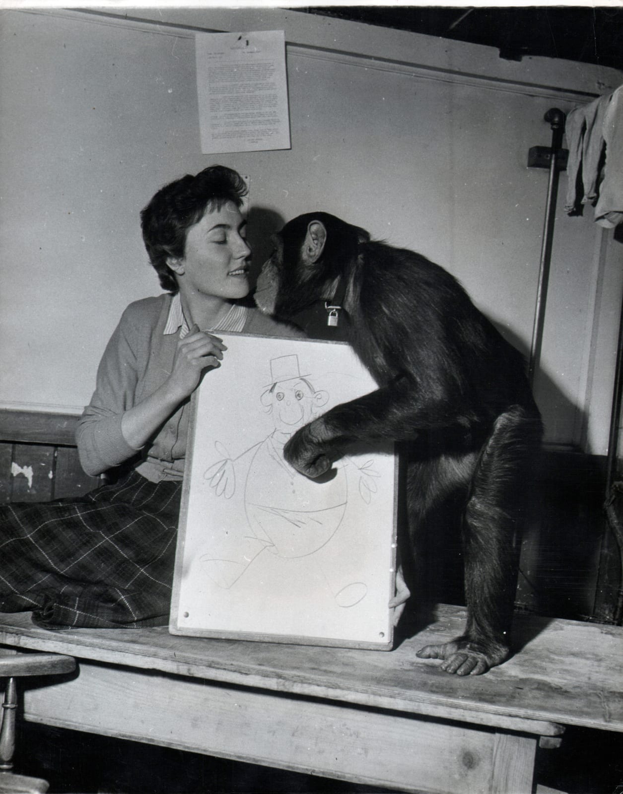 Black and white photograph of a chimpanzee nuzzling a woman in gratitude for a drawing