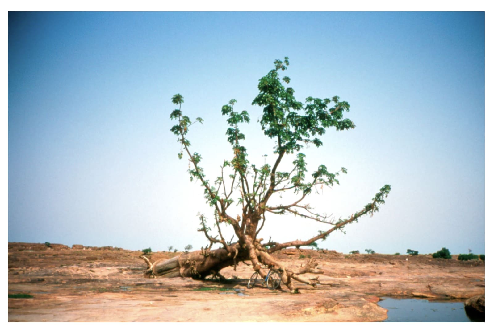 Color photograph of a tree in an arid landscape with a tiny bicycle leaning against it