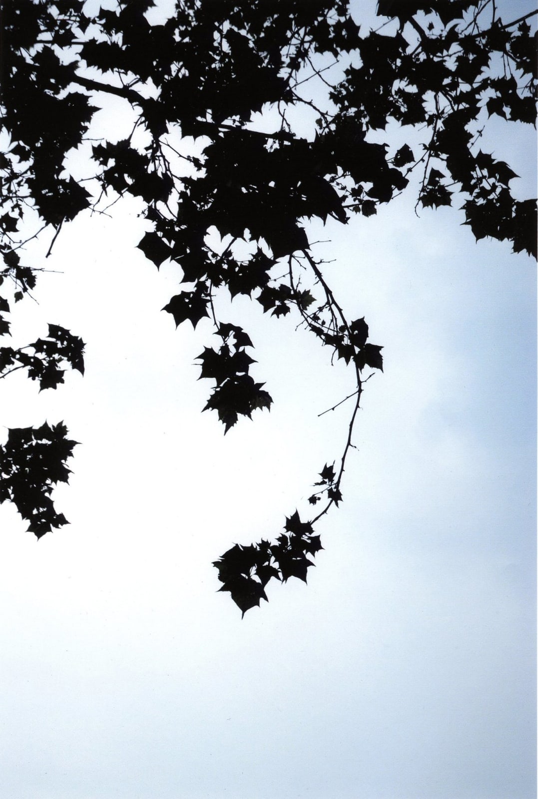 ELI PING, End Scene, 2007