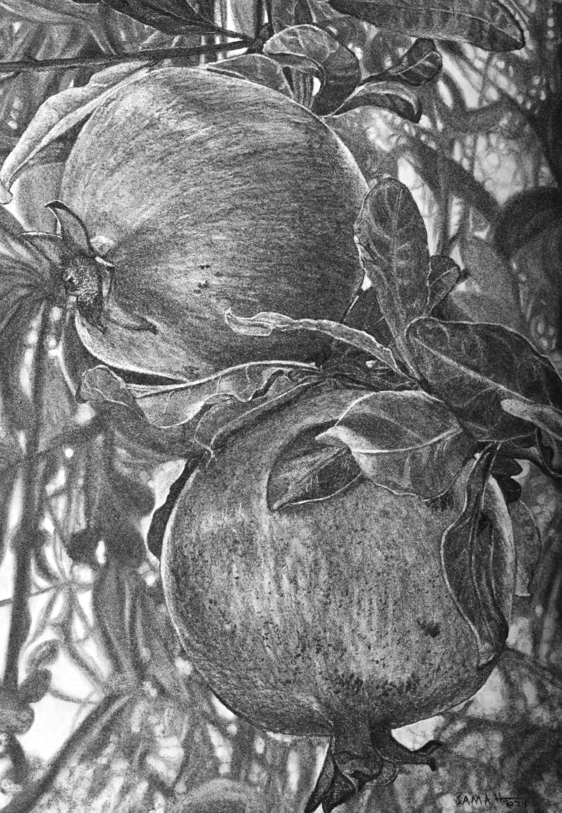 Samah Shihadi, Pomegranate, 2024