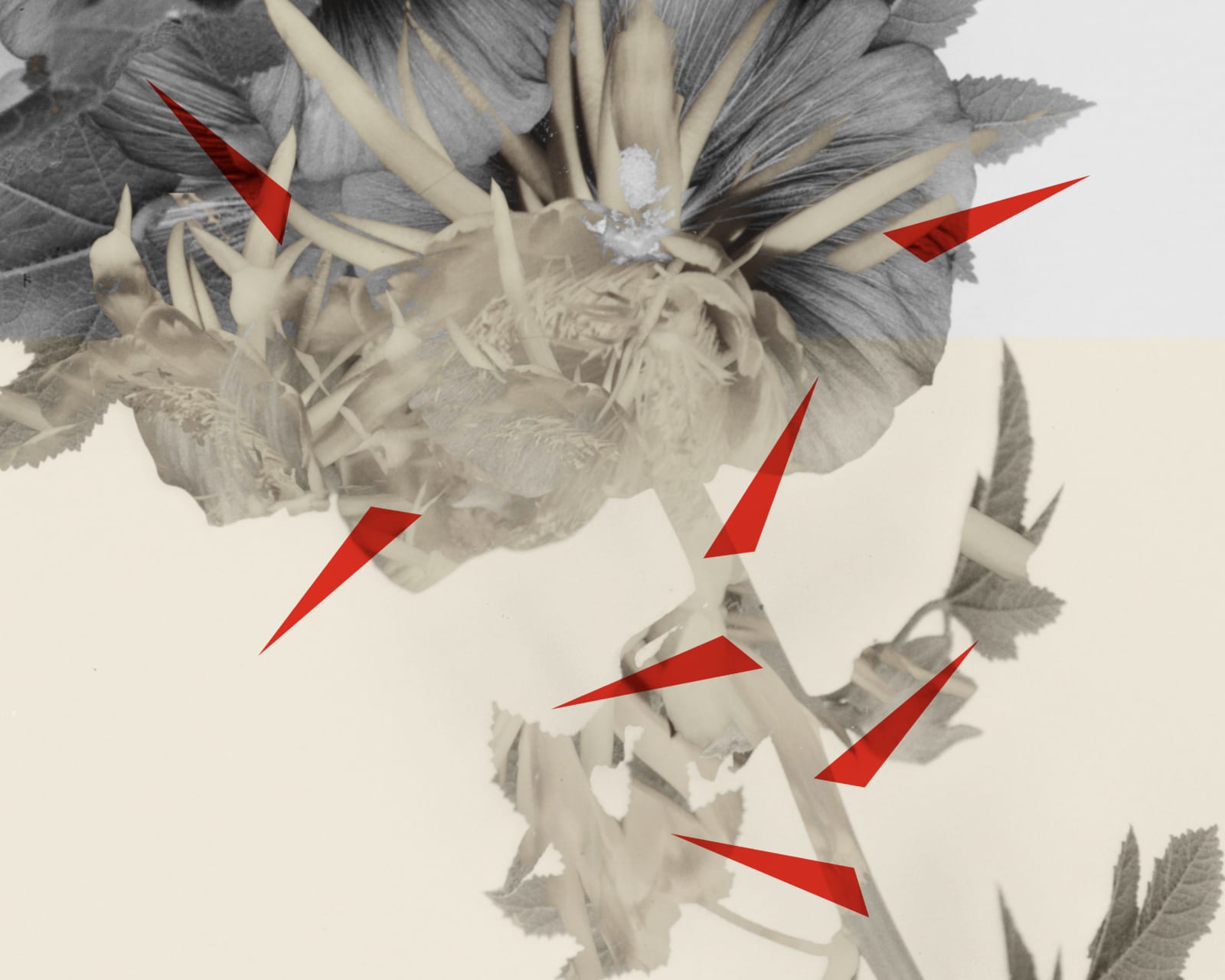 Hazem Harb, Thorns No 4, 2022