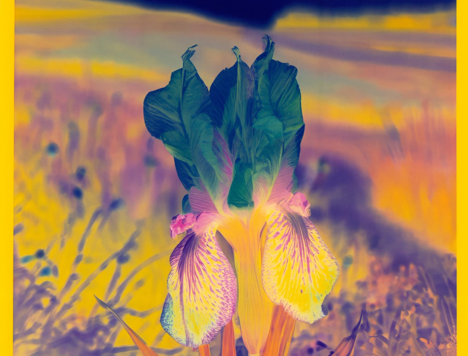 Image of Mlle Steichen Version XIV.