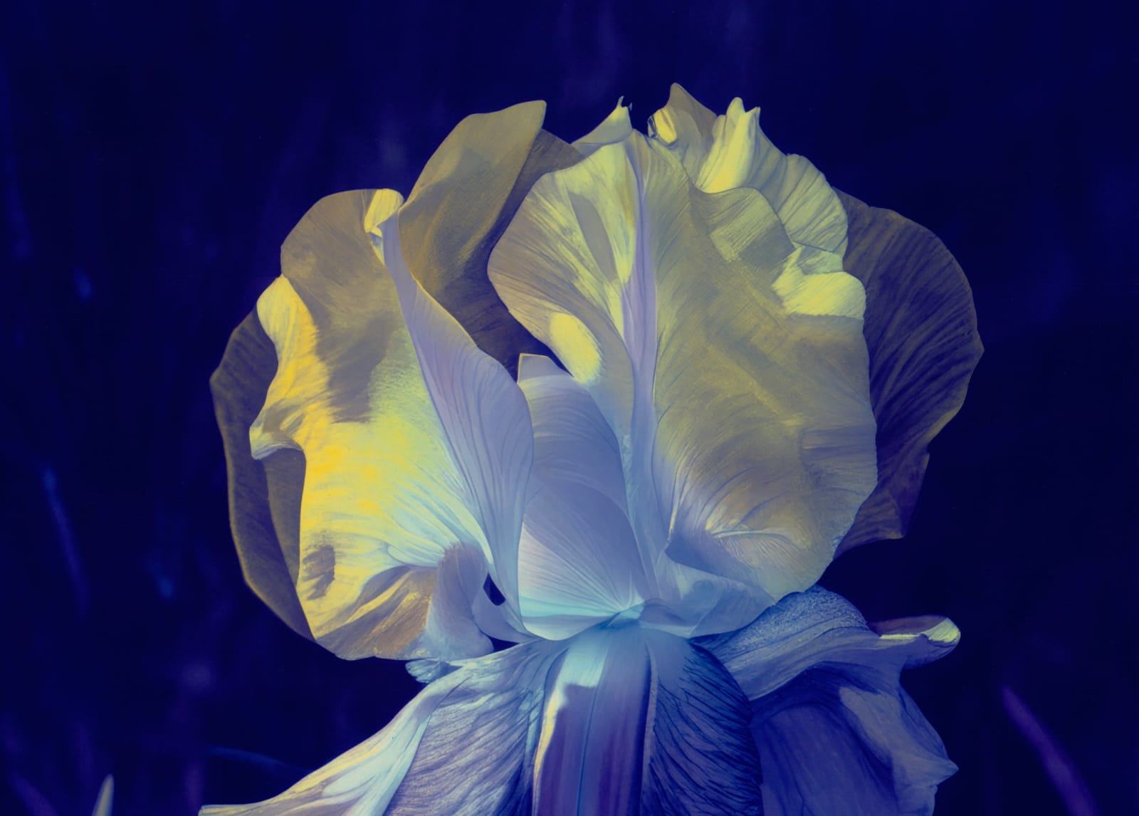 Image of Mme Steichen Version XXI.