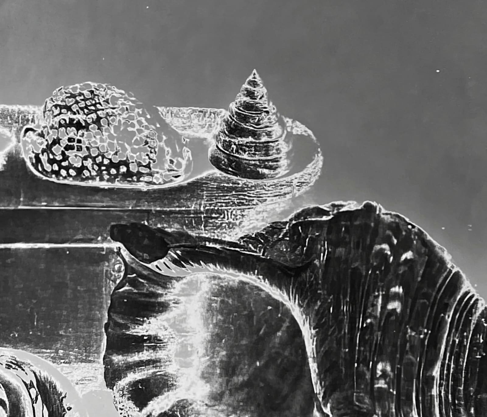 Image of Lisa Oppenheim work of Stilleven (Schelpen), N.D./2023, Version I