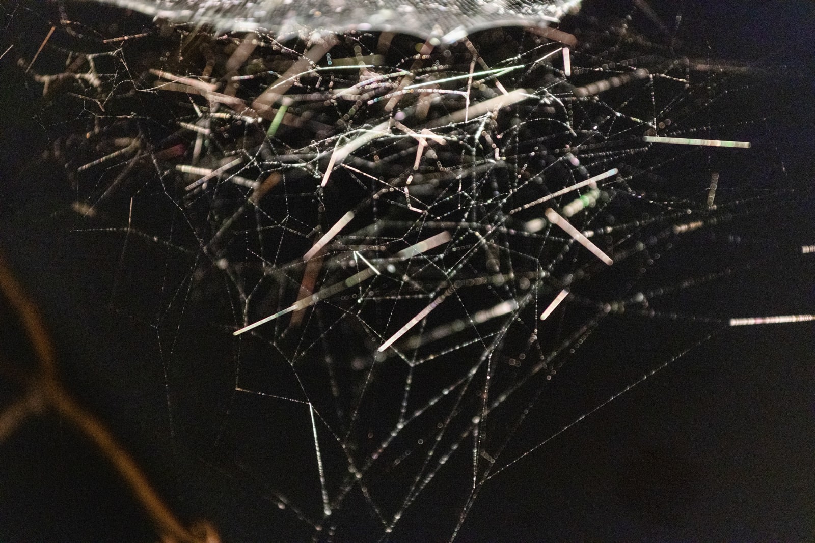 Saraceno's spidersilk box work.