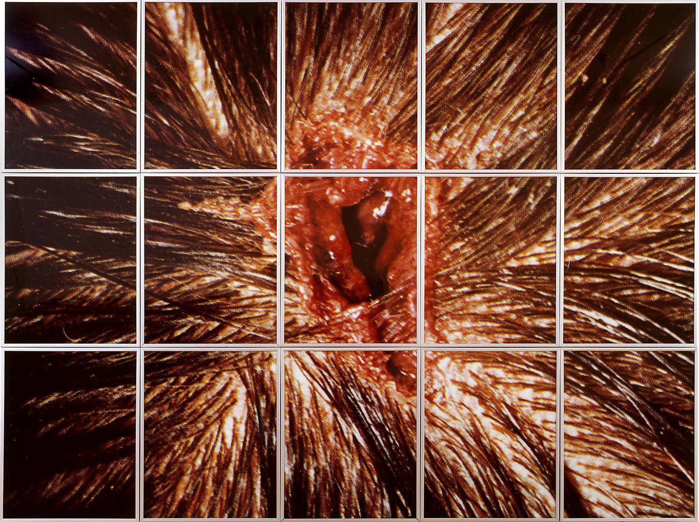 Bullet Hole