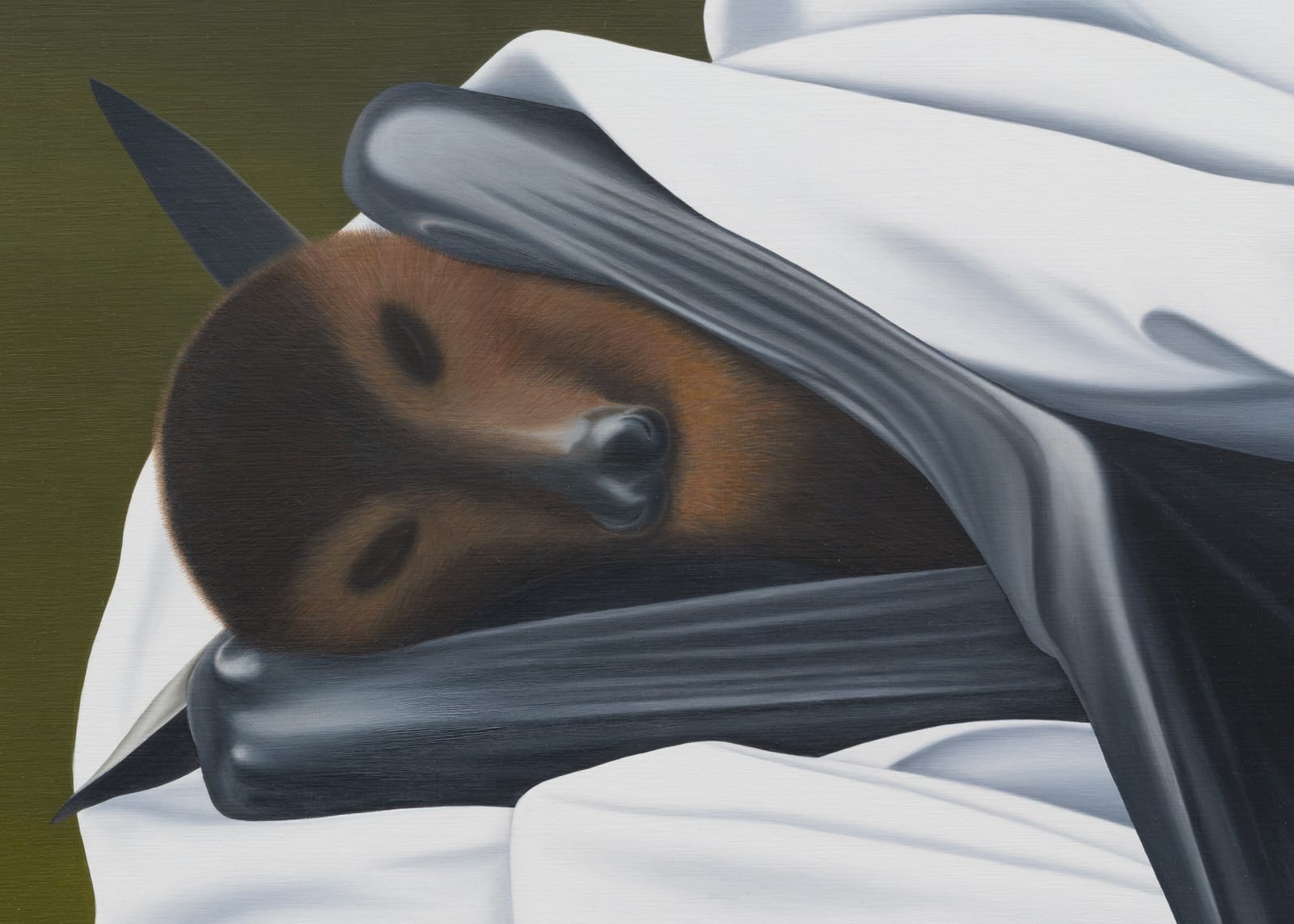 Image of Bat Sleep.