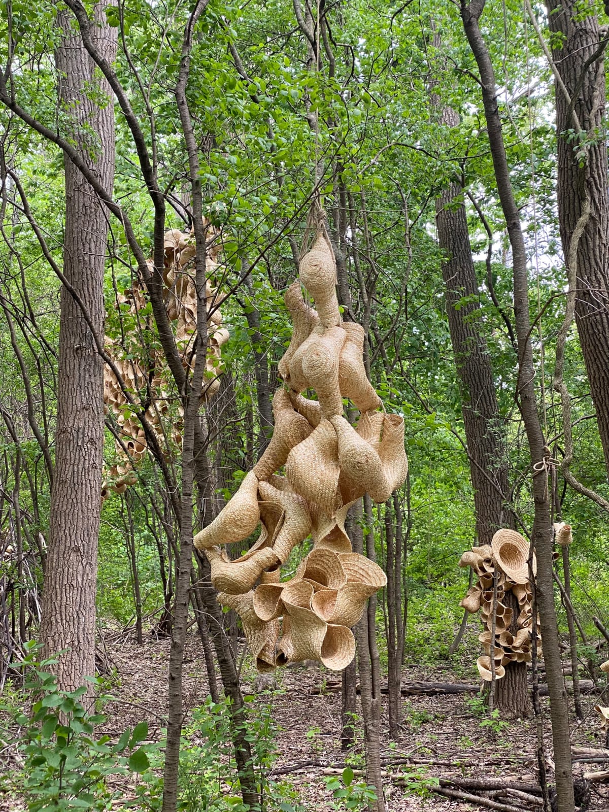 Image of Indistinct Form (Forma Indistinta).