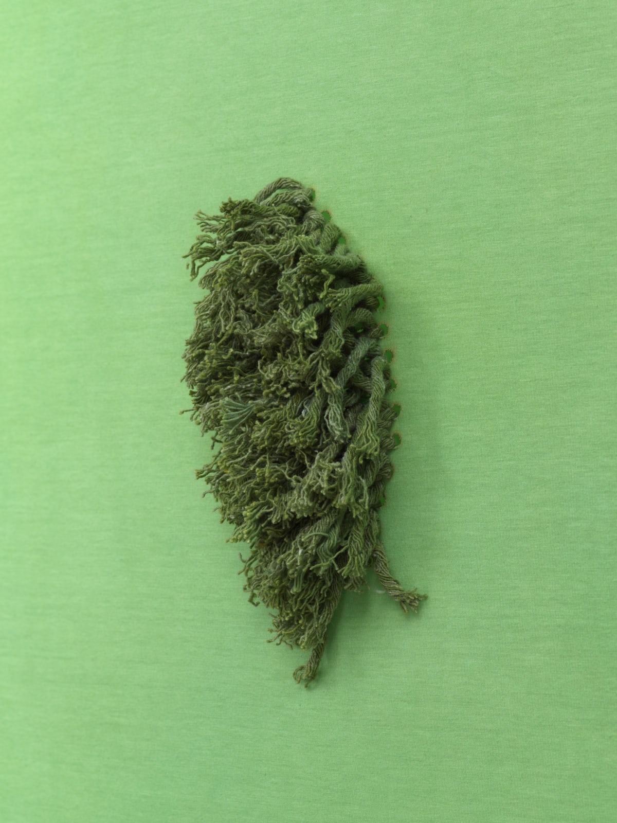 Image of us plant walk.