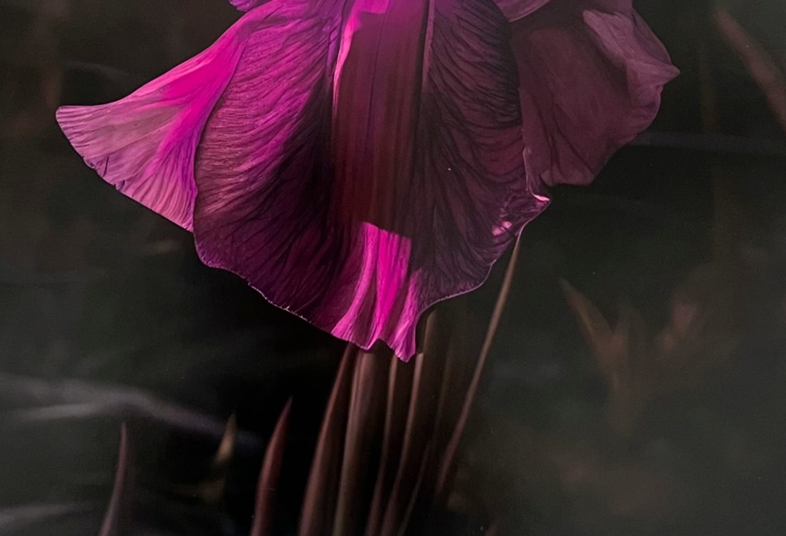 Image of Mme. Steichen I.