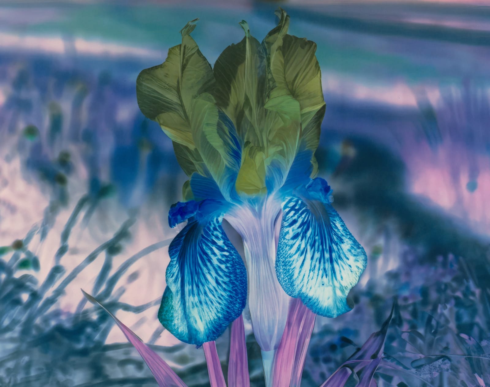 Image of Mlle Steichen Version XII.