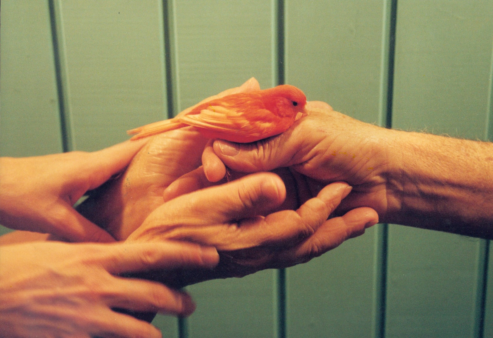 Bird