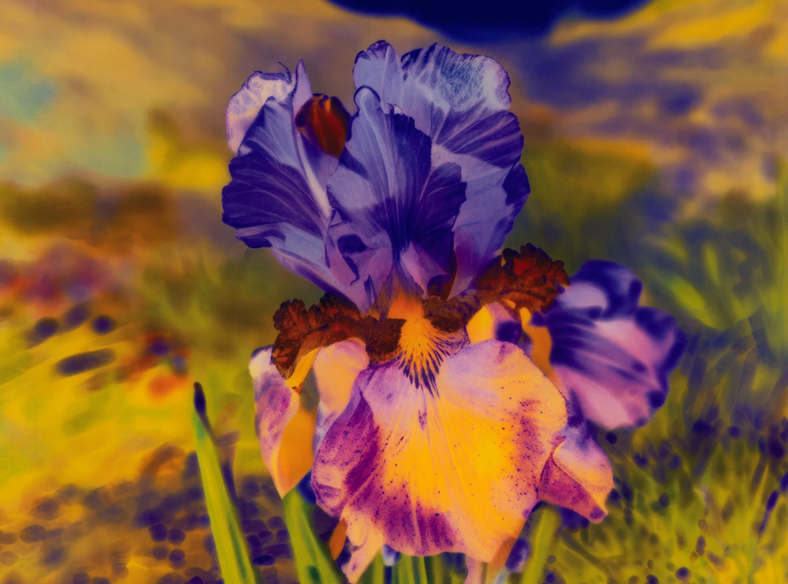 Image of Madamm Steichen Version V.