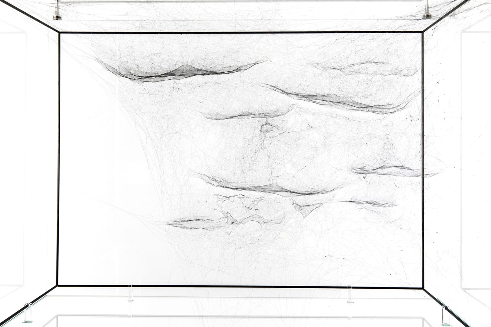 Image of spider box.