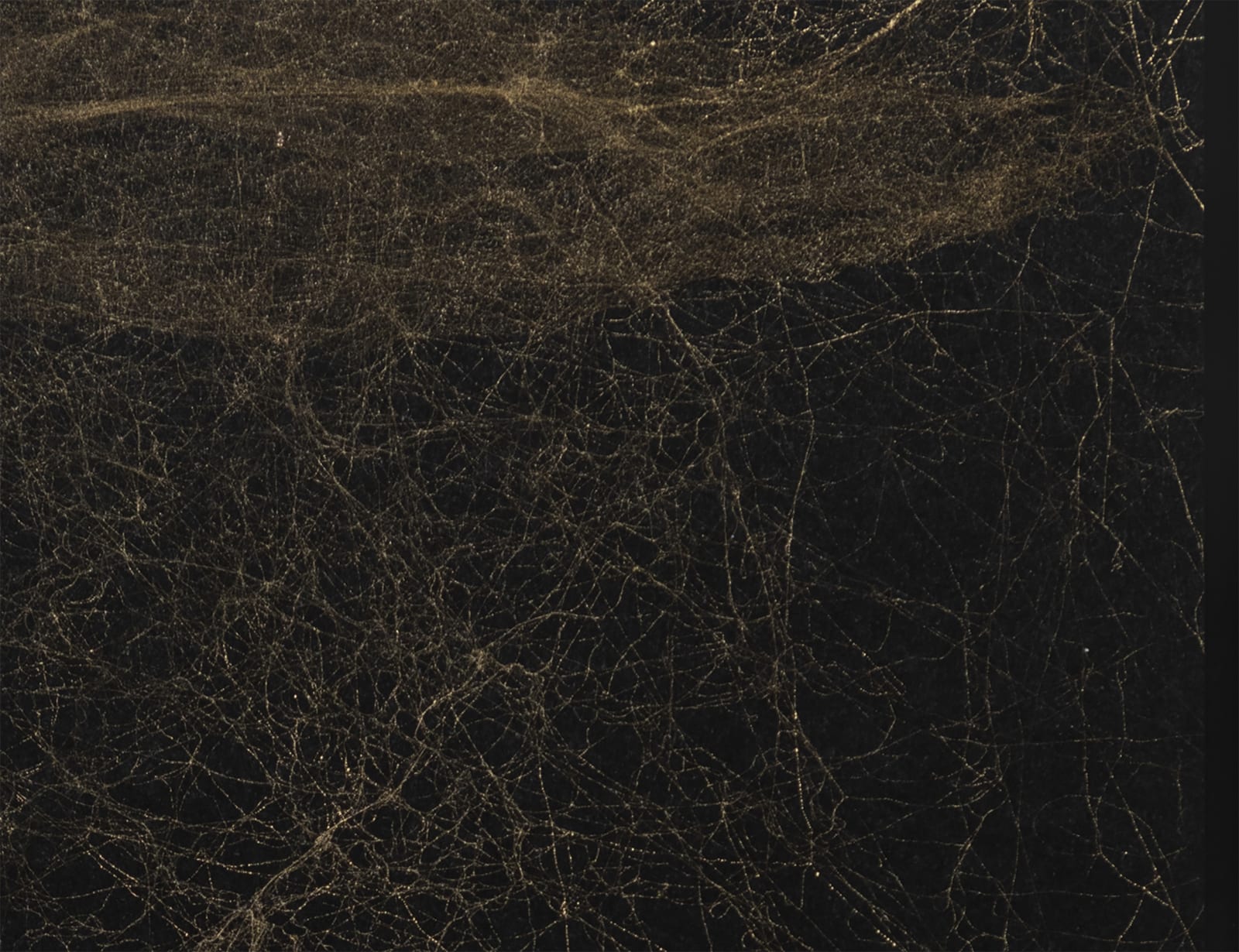 tomas saraceno framed spider silk on paper