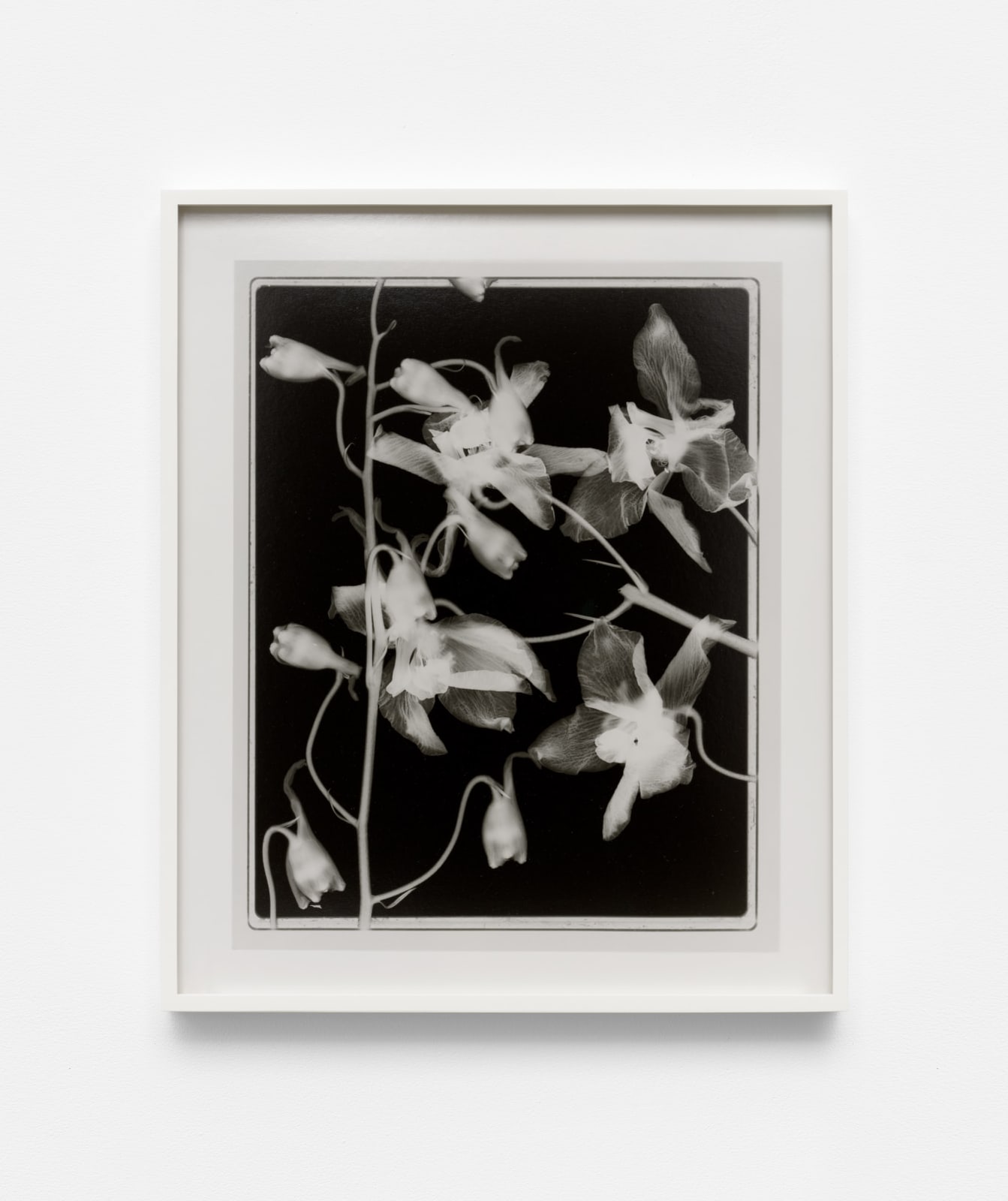 Image of Steichen Study 40.