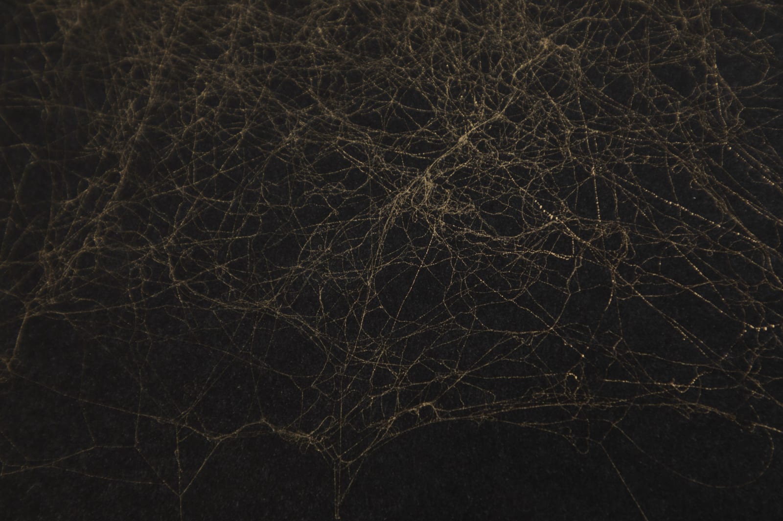 tomas saraceno framed spider silk on paper