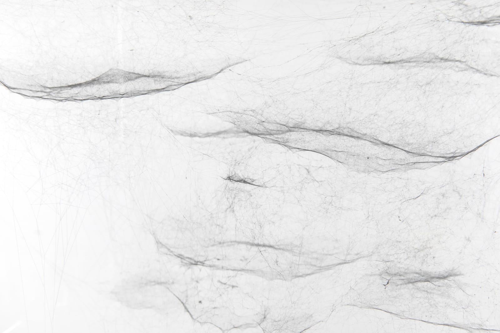 Image of spider box.