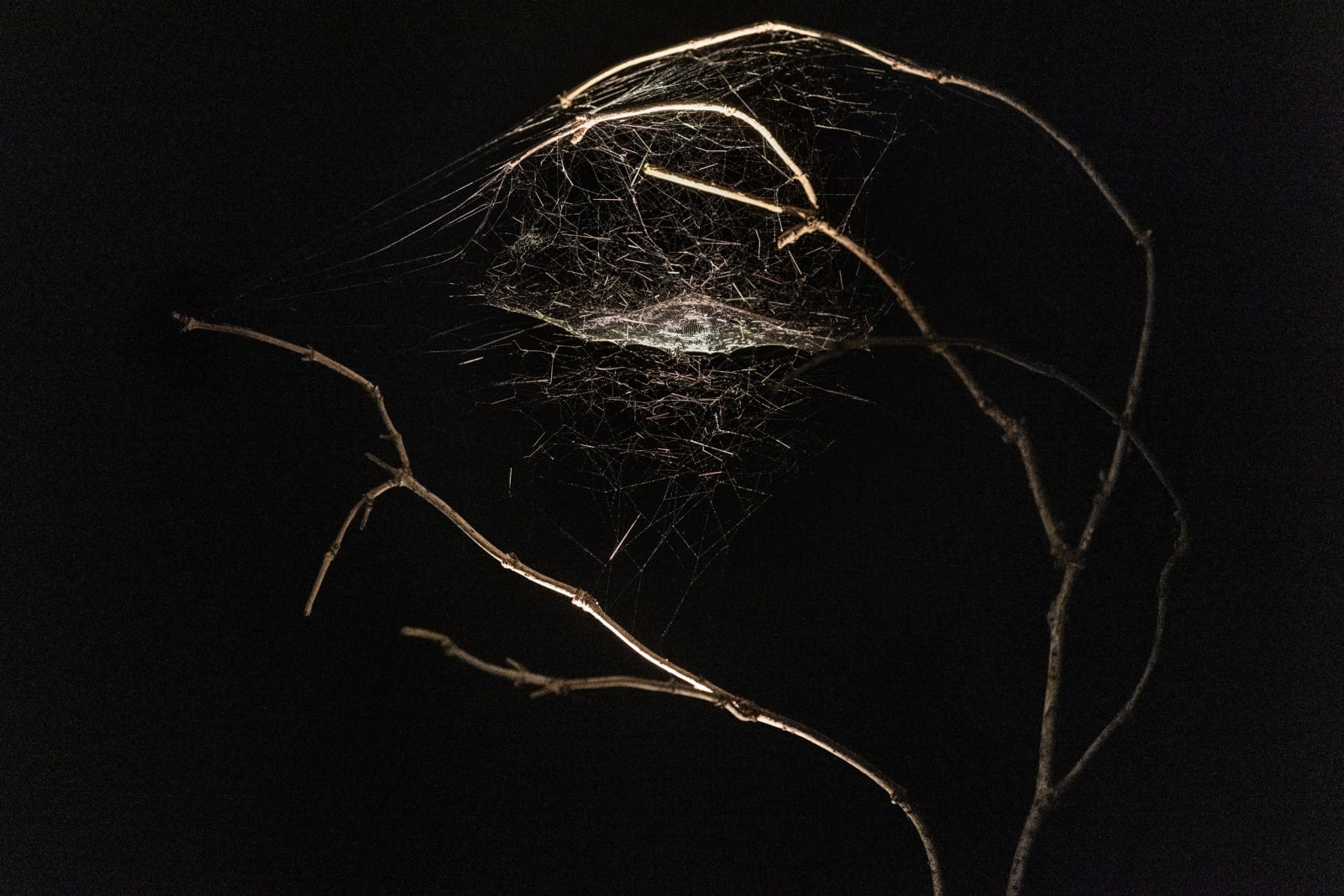 Saraceno's spidersilk box work.