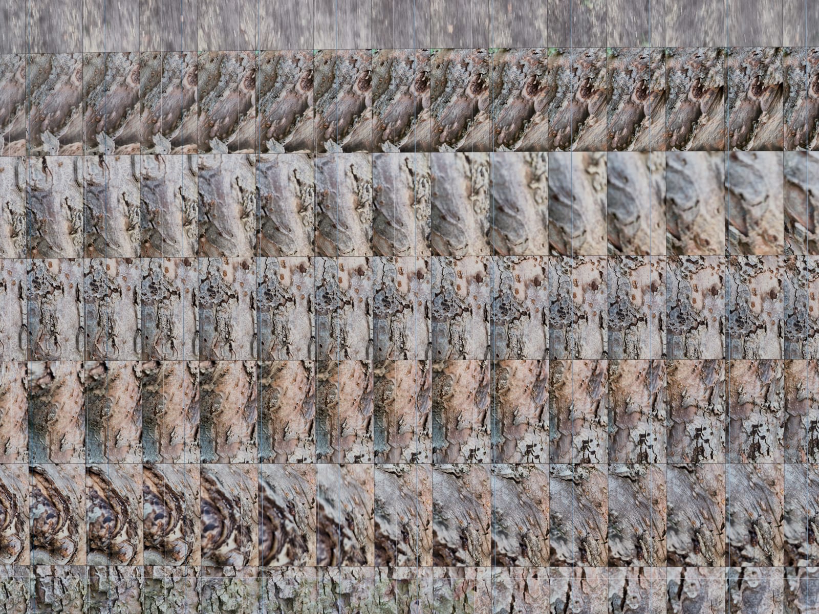 Shiyuan photo with small photos collaged