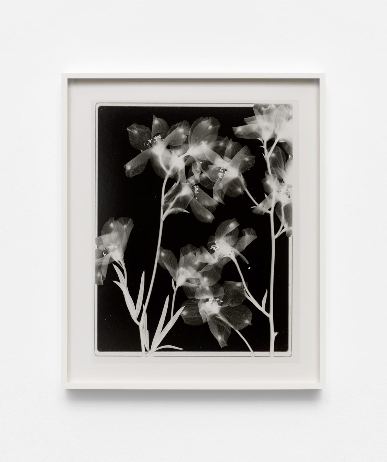 Image of Steichen Study 39.