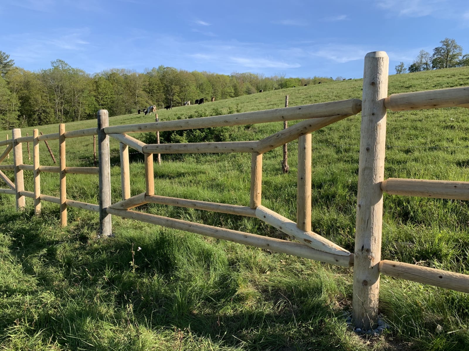 Image of Teaching a Cow How to Draw.