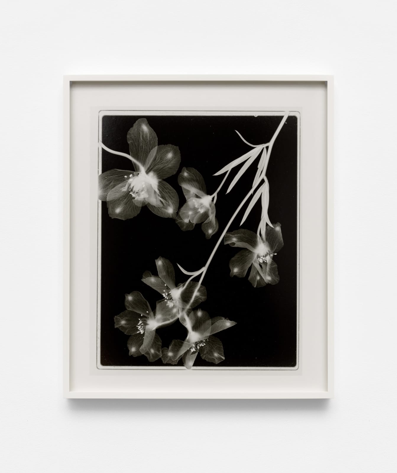 Steichen Study 38