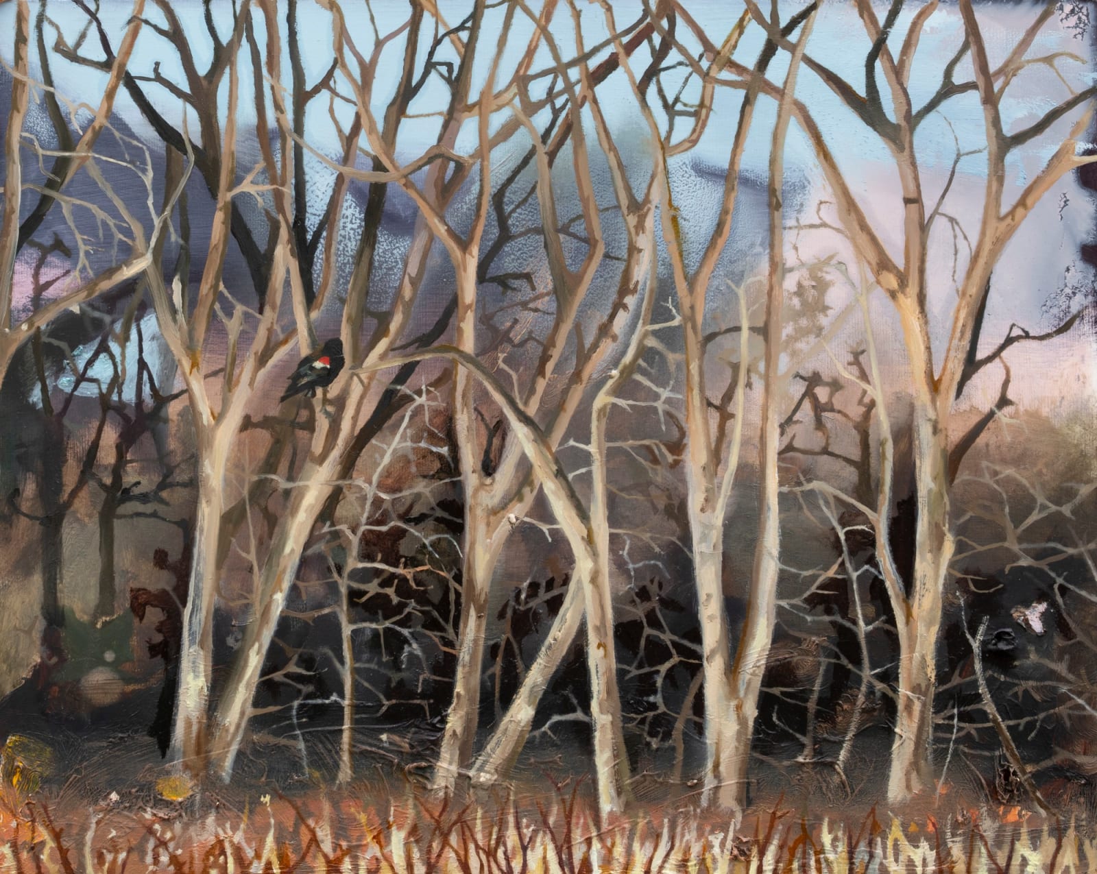 Ann Quinn, Red Winged Blackbird, Illinois, 2024