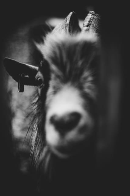 Giacomo Giannelli, GOATS & HORNS #3, 2020