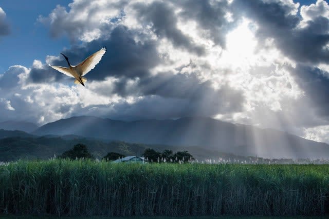 Harry Skeggs, Wing And A Prayer, 2016