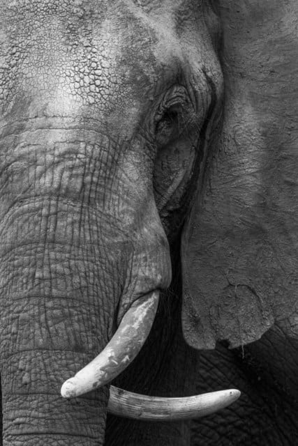 Harry Skeggs, Ivory Smile (Mono), 2018