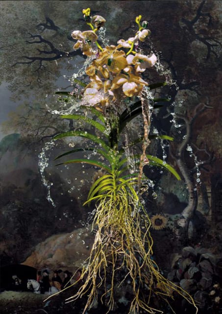 Hans Withoos, Orchid in Black , 2017