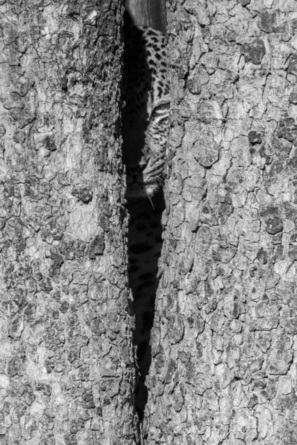 Harry Skeggs, Two Face (Mono), 2018