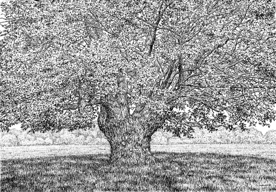 Roy Wright, Shadows Fall All Around The Summer Oak