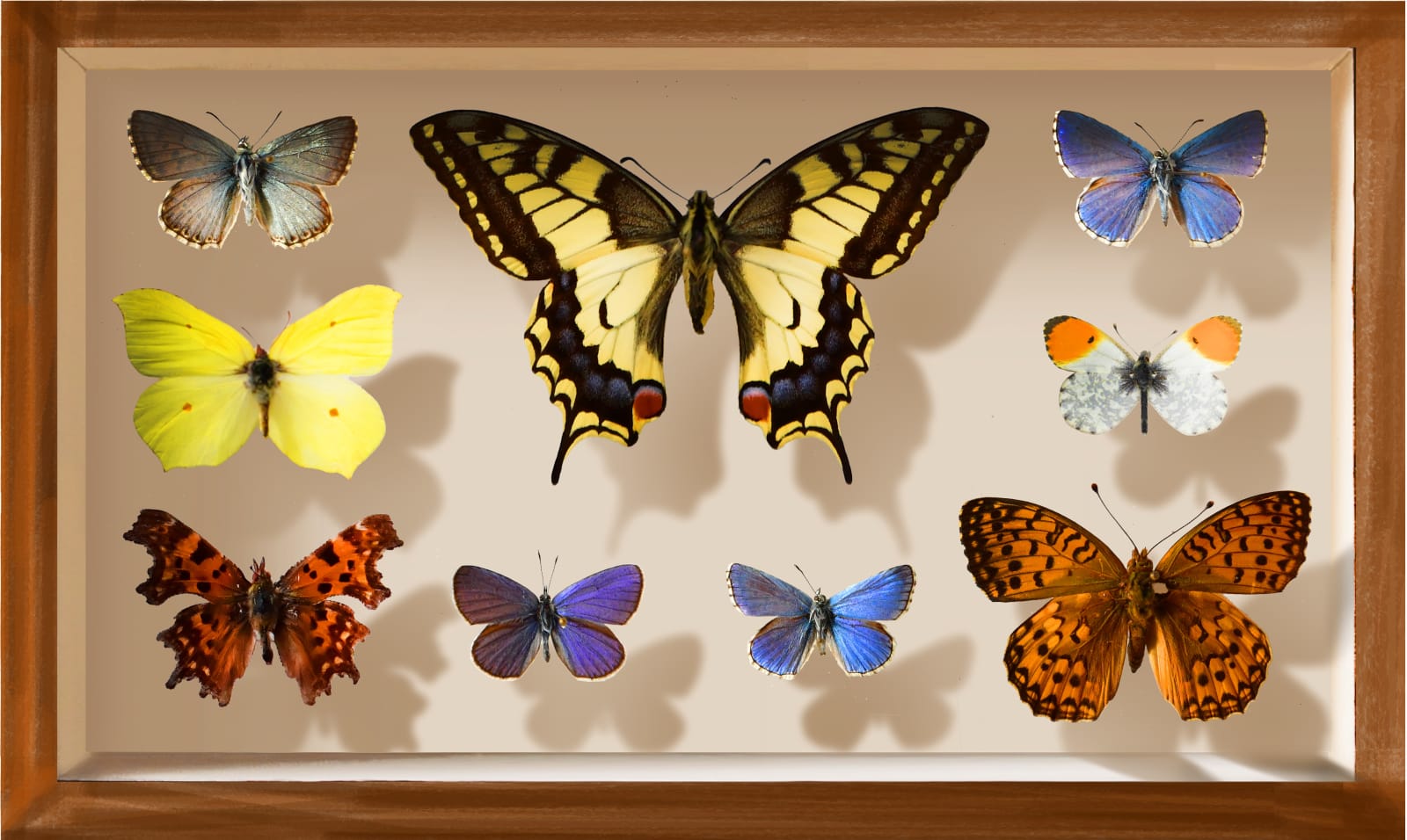 Mantra, British Butterflies: Cheshire