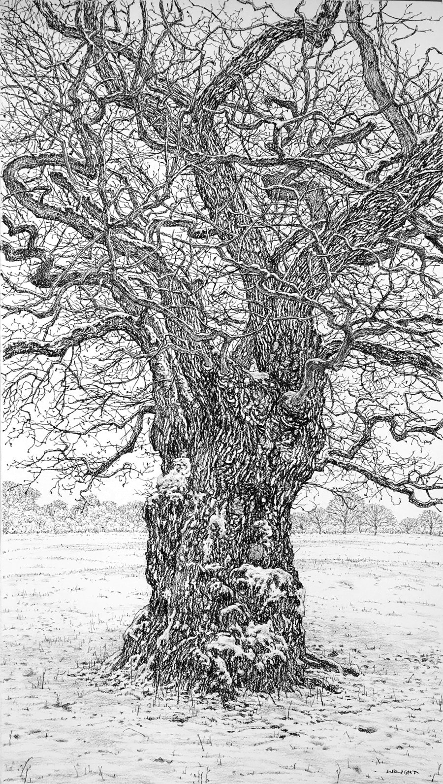 Roy Wright, The Snow Is Still Clinging To The Oak II