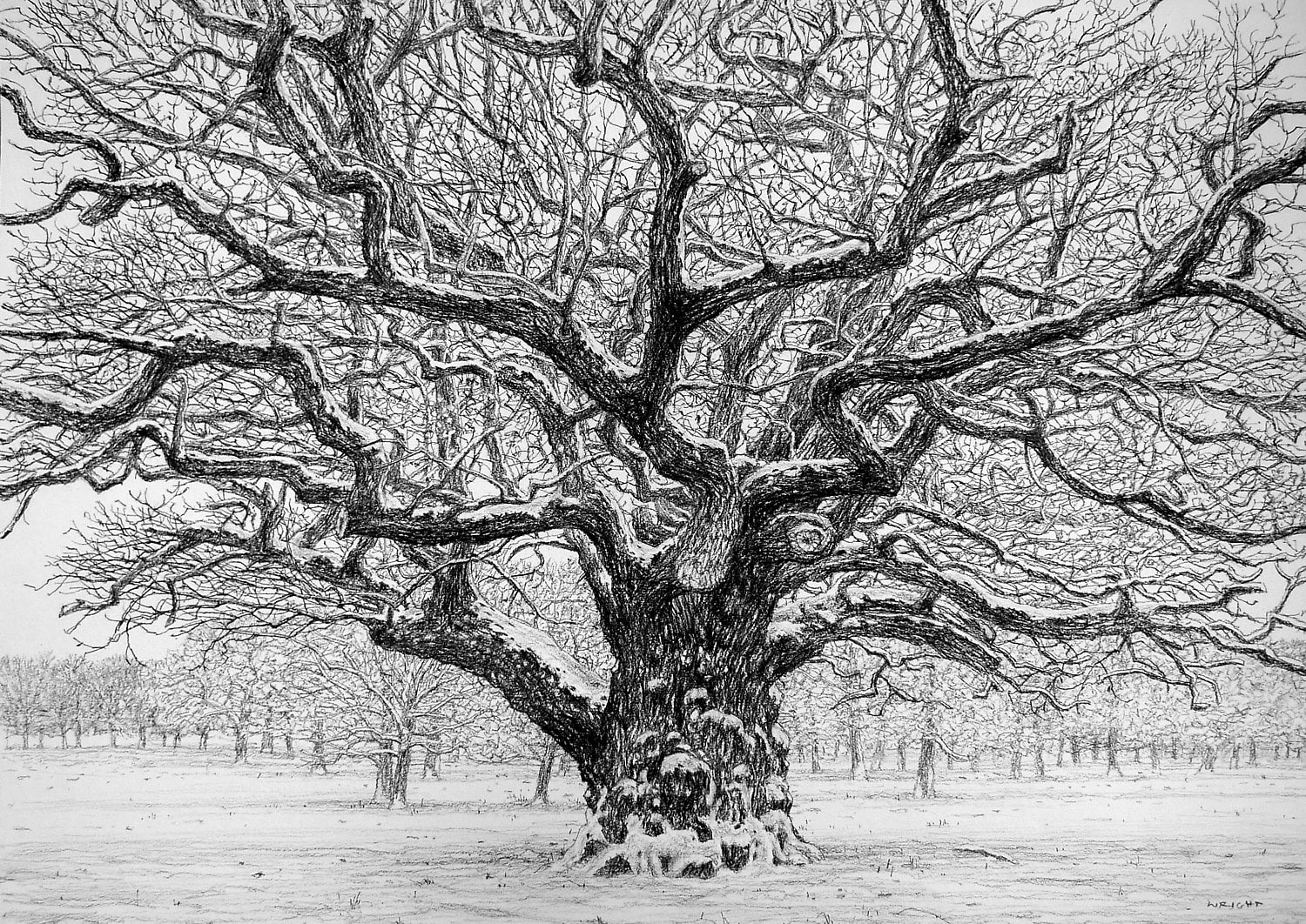 Roy Wright, Snow On The Winter Oak