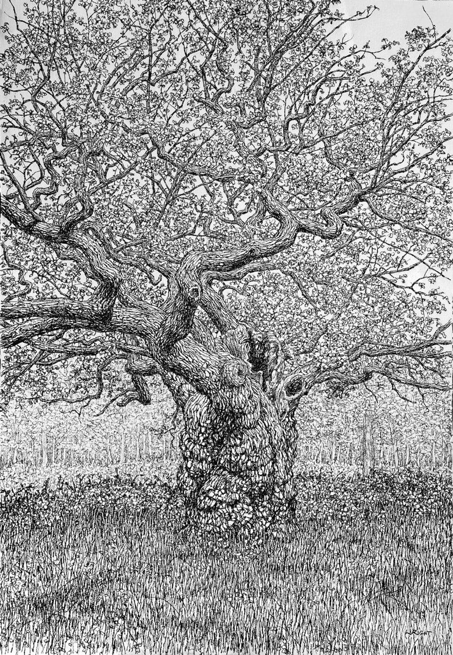 Roy Wright, the Outspread Arms Of A Spring Oak