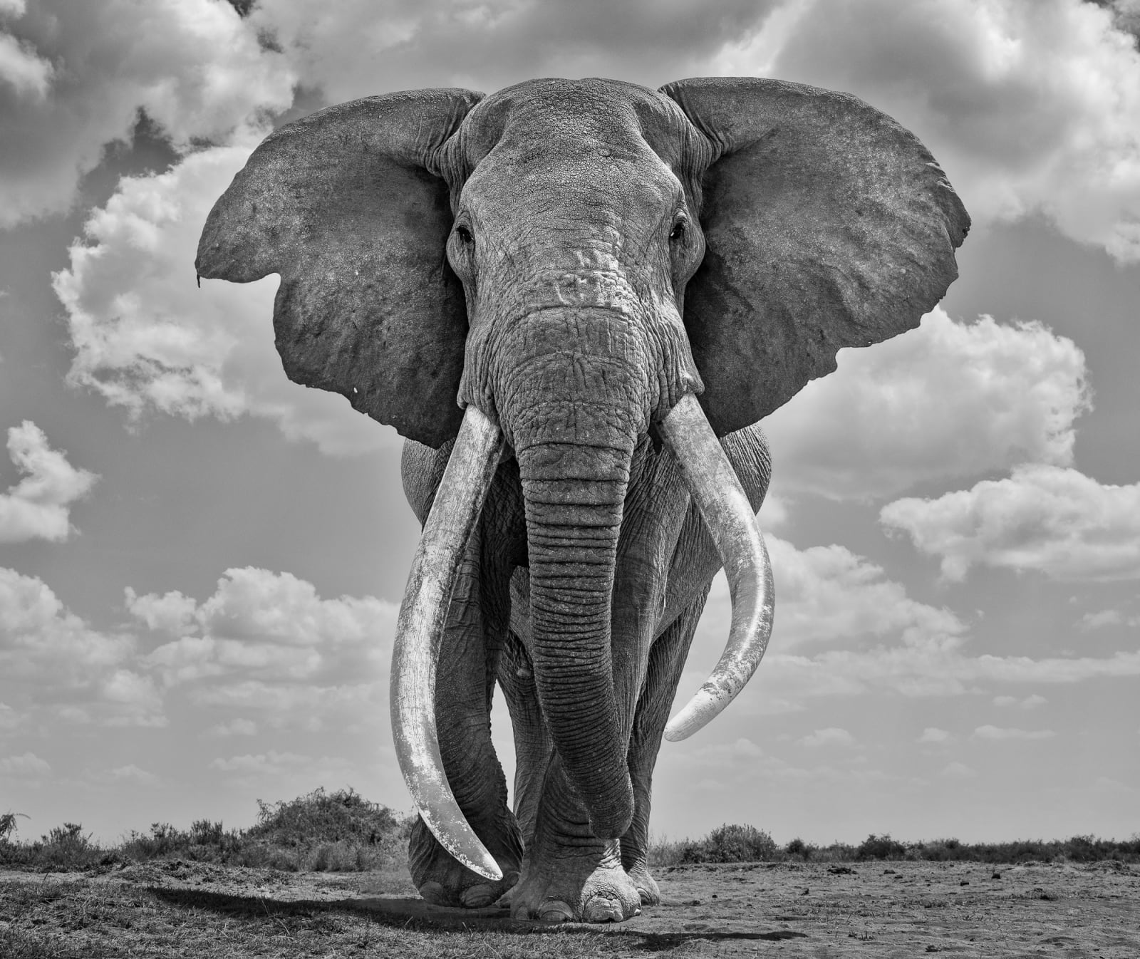 James Lewin, 21st Century Mammoth. Amboseli, Kenya | The Drang Gallery