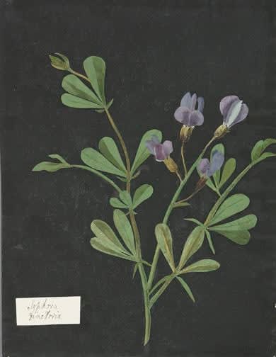 William Booth Grey (1773-1852), Sophora Finctoria
