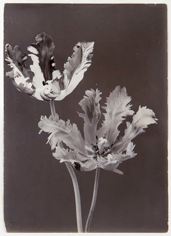 Charles Jones, Parrot Tulips, c. 1900