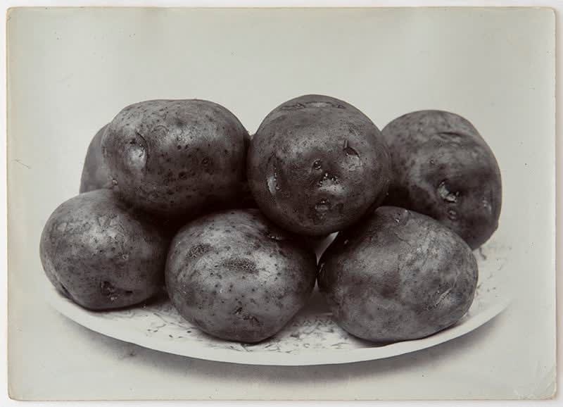 Charles Jones, Potato Red Round, c. 1900