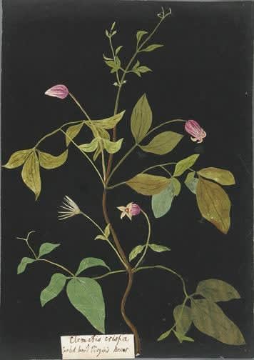 William Booth Grey (1773-1852), Clematis Crispa - Curled Leavid Virgins Bower