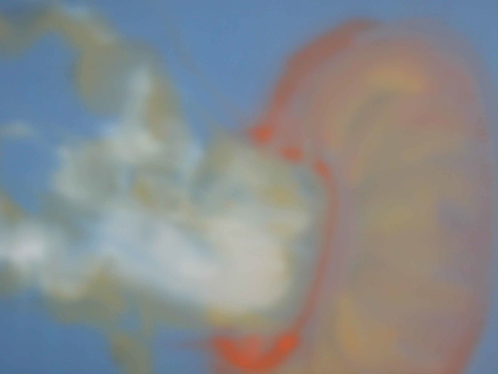 Jill Musnicki (b. 1967), Orange Jelly, 2005