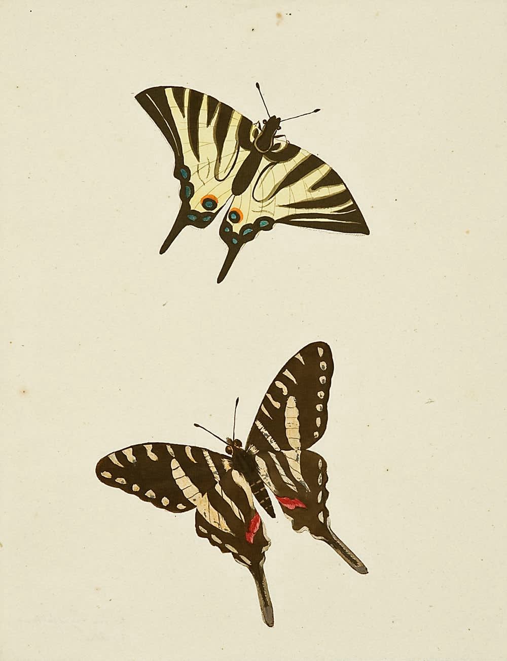 French, mid 19th century, Two butterflies