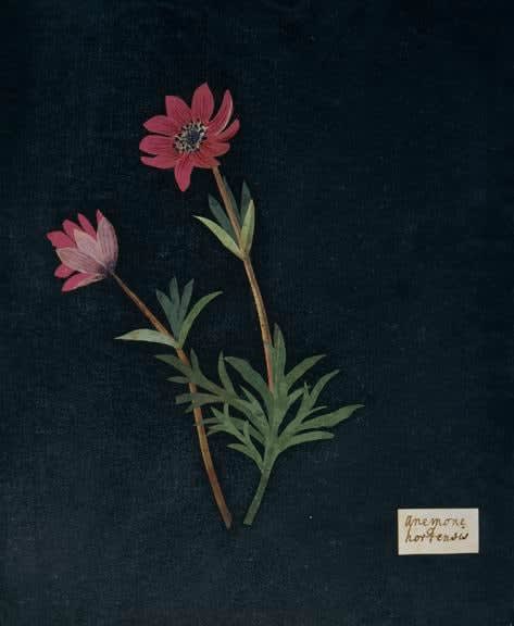 William Booth Grey (1773-1852), Anemone hortensis