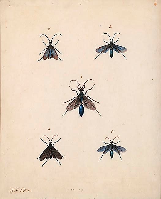 J. G. Pretre (French 1775-1830), Study of Wasps, c. 1810