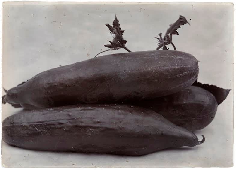 Charles Jones, Ridge Cucumber, c. 1900