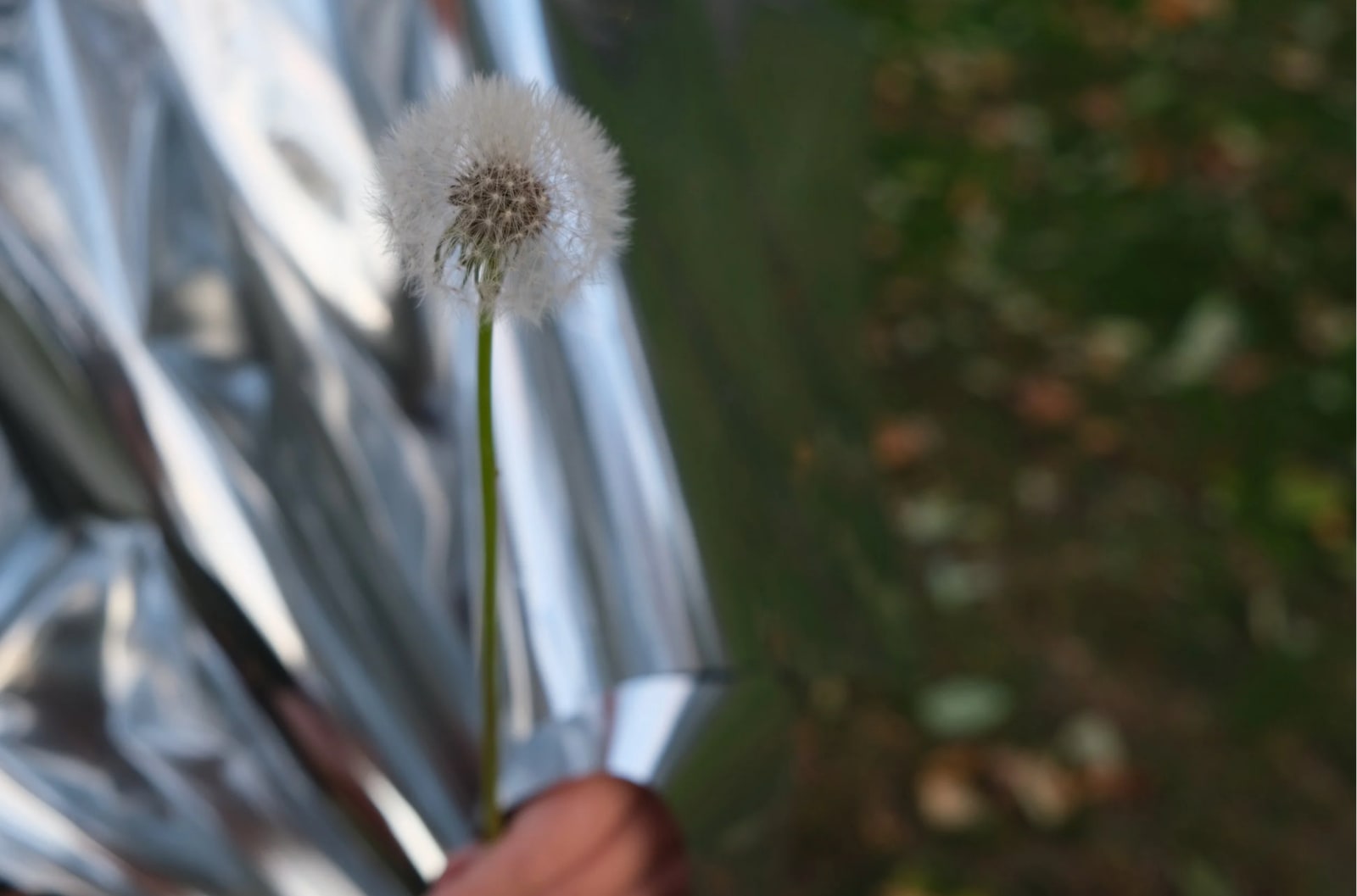 Patricia Maurides, Collier’s Wish, 2023