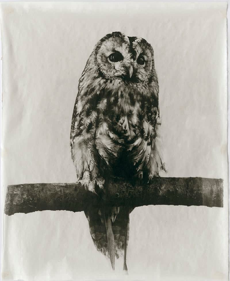 Jean Pagliuso, Owl X, 2009